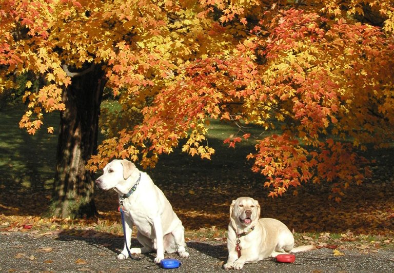 autumninringwoodstatepark.jpg