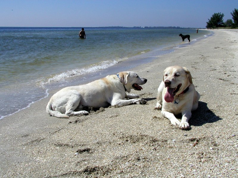 winstonandbeauonftdesotobeach.jpg