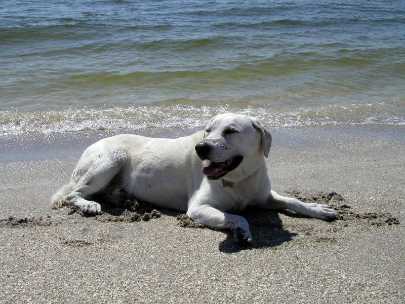 winstons12thbdayonftdesotoparksdogbeach.jpg