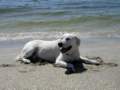 winstons12thbdayonftdesotoparksdogbeach_small.jpg